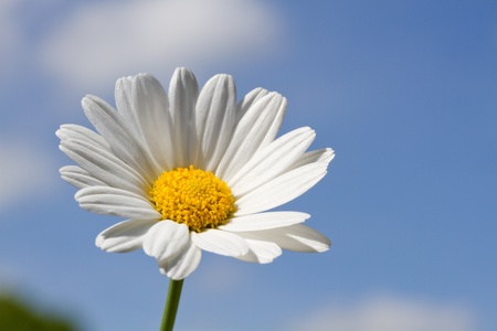 Blooming oxeye daisy (Leucanthemum)の写真素材