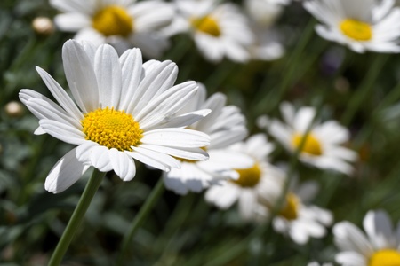 Blooming oxeye daisy (Leucanthemum)の写真素材