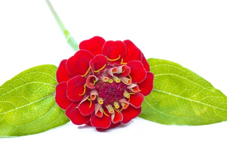 Red Zinnia (Zinnia violacea), isolatedの写真素材