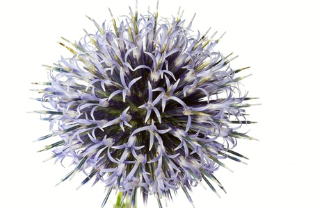 Blue globe thistle (Echinops), isolatedの写真素材