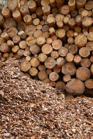 A pile of wood logs ready for transportの写真素材