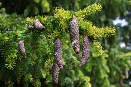 Branch of fir with some cones hanging downの写真素材