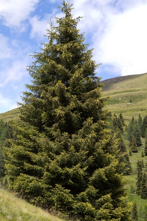 Single coniferous tree in the italian mountainsの写真素材