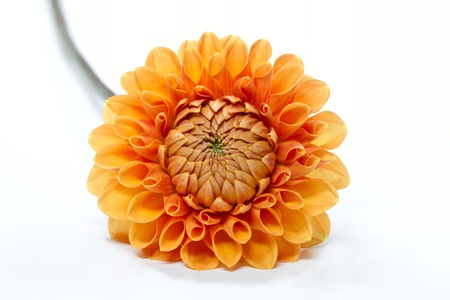 Blooming Dahlia, shot with large Depth of Field (DOF)の写真素材