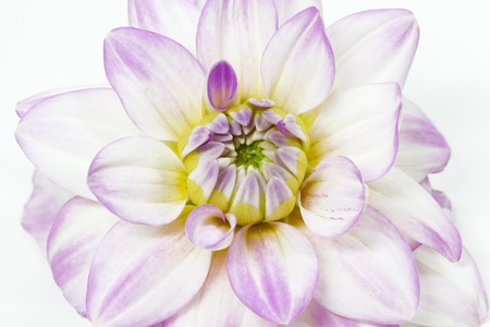 Blooming Dahlia, shot with large Depth of Field (DOF)の写真素材