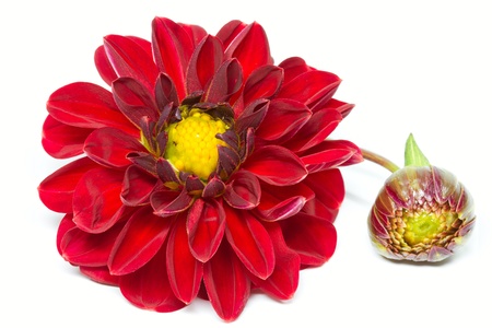 Blooming Dahlia, shot with large Depth of Field (DOF)の写真素材