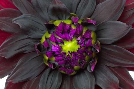 Blooming Dahlia, shot with large Depth of Field (DOF)の写真素材
