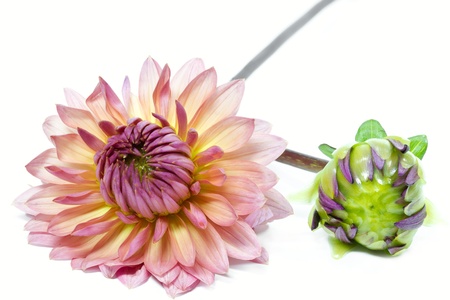 Blooming Dahlia, shot with large Depth of Field (DOF)の写真素材
