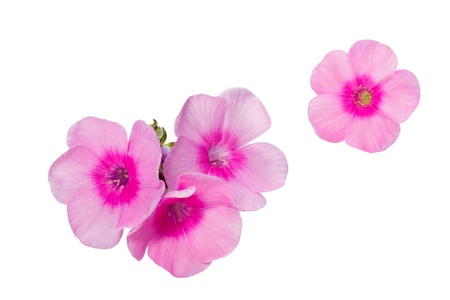 Blooming Phlox paniculata flowers, shot with large Depth of Field (DOF)の写真素材