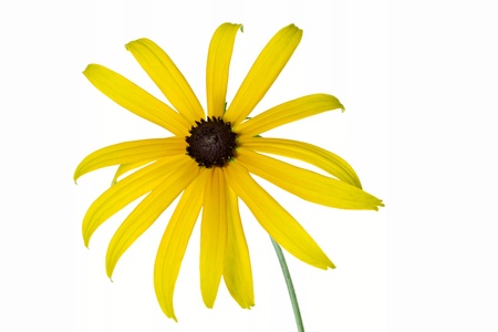 Yellow Rudbeckia flower, isolated on whiteの写真素材