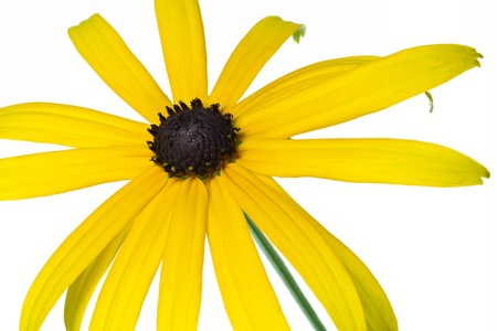 Yellow Rudbeckia flower, isolated on whiteの写真素材