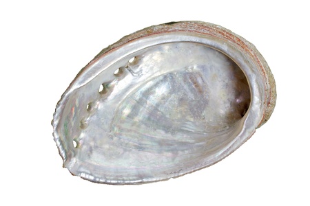 Seeohr (Haliotis tuberculata), freigestellt