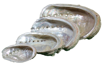 Seeohren (Haliotis tuberculata), freigestellt