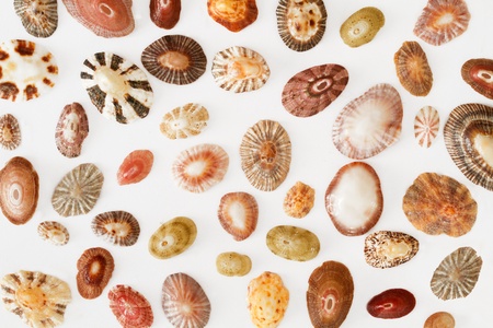 Collection of seashells on white background