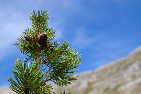 Branch of Pinus mugo against blue sky in the mountains, Bavariaの写真素材