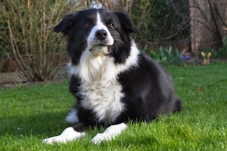 Border Collie Closeup in a gardenの写真素材