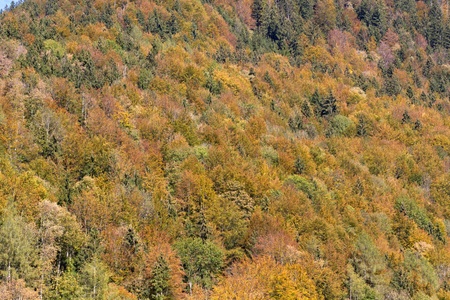 Mixed forest in autumn, texture, format fillingの写真素材