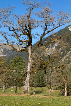 Ahornboden (Maple plain) valley in the Karwendel mountains in Tirol (Austria) の写真素材