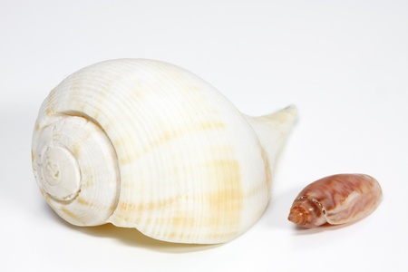 Seasnail arranged on white backgroundの写真素材