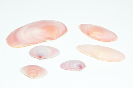 Seashells arranged on white background