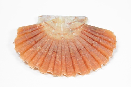 Seashells arranged on white background