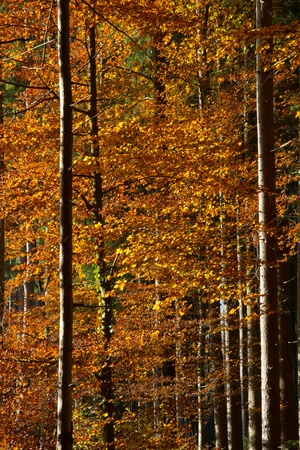 Beautiful autumnal forest in Bavaria, Germanyの写真素材
