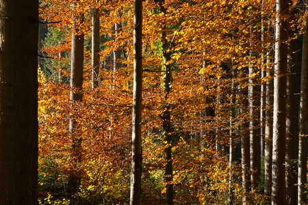 Beautiful autumnal forest in Bavaria, Germanyの写真素材