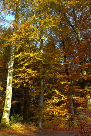 Beautiful autumnal forest in Bavaria, Germanyの写真素材