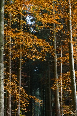 Beautiful autumnal forest in Bavaria, Germanyの写真素材