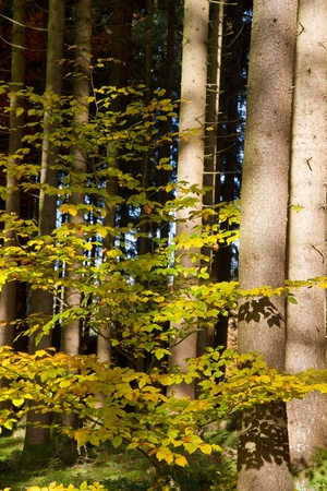 Beautiful autumnal forest in Bavaria, Germanyの写真素材