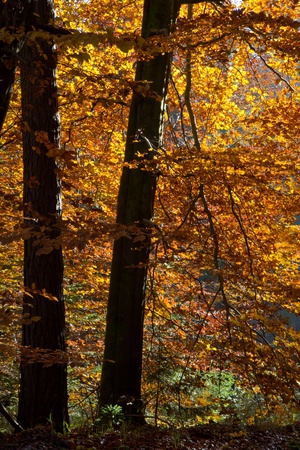Beautiful autumnal forest in Bavaria, Germanyの写真素材