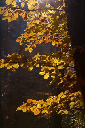 Beautiful autumnal forest in Bavaria, Germanyの写真素材