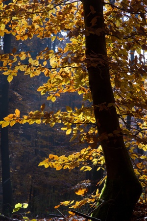 Beautiful autumnal forest in Bavaria, Germanyの写真素材
