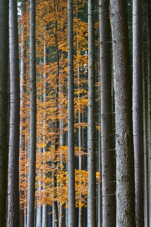 Beautiful autumnal forest in Bavaria, Germanyの写真素材