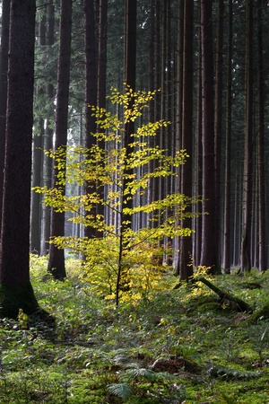 Beautiful autumnal forest in Bavaria, Germanyの写真素材