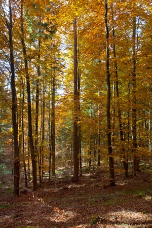 Beautiful autumnal forest in Bavaria, Germanyの写真素材