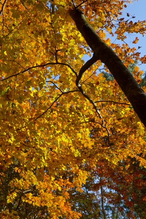 Beautiful autumnal forest in Bavaria, Germanyの写真素材