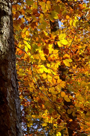Beautiful autumnal forest in Bavaria, Germanyの写真素材