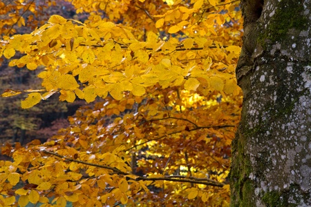 Beautiful autumnal forest in Bavaria, Germanyの写真素材