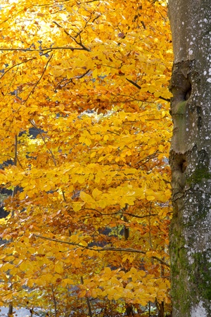 Beautiful autumnal forest in Bavaria, Germanyの写真素材