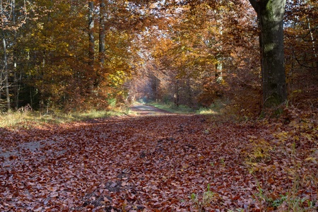 Beautiful autumnal forest in Bavaria, Germanyの写真素材