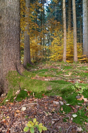 Beautiful autumnal forest in Bavaria, Germanyの写真素材
