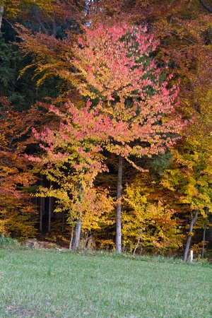 Beautiful autumnal forest in Bavaria, Germanyの写真素材