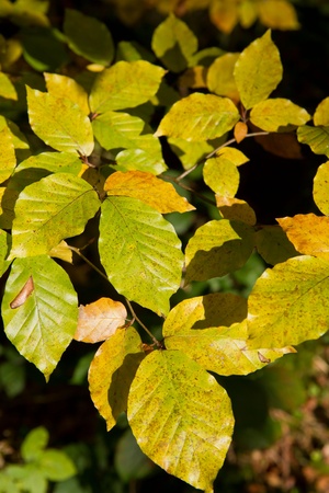 Indian Summer, colorful leaves closeupの写真素材
