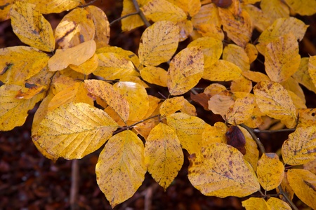 Indian Summer, colorful leaves closeup