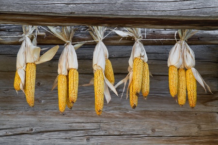 Sweetcorn hung up for drying against a wooden wallの写真素材