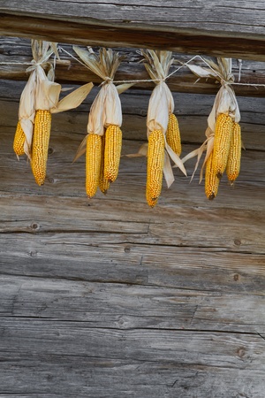 Sweetcorn hung up for drying against a wooden wallの写真素材