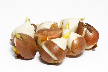 Tulip bulbs on white background