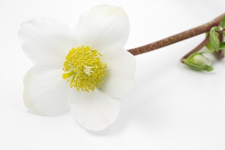 Black hellebore, Helleborus niger or Christmas Roseの写真素材