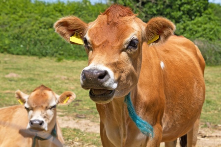 Close up head shot of a Jersey Cow の写真素材